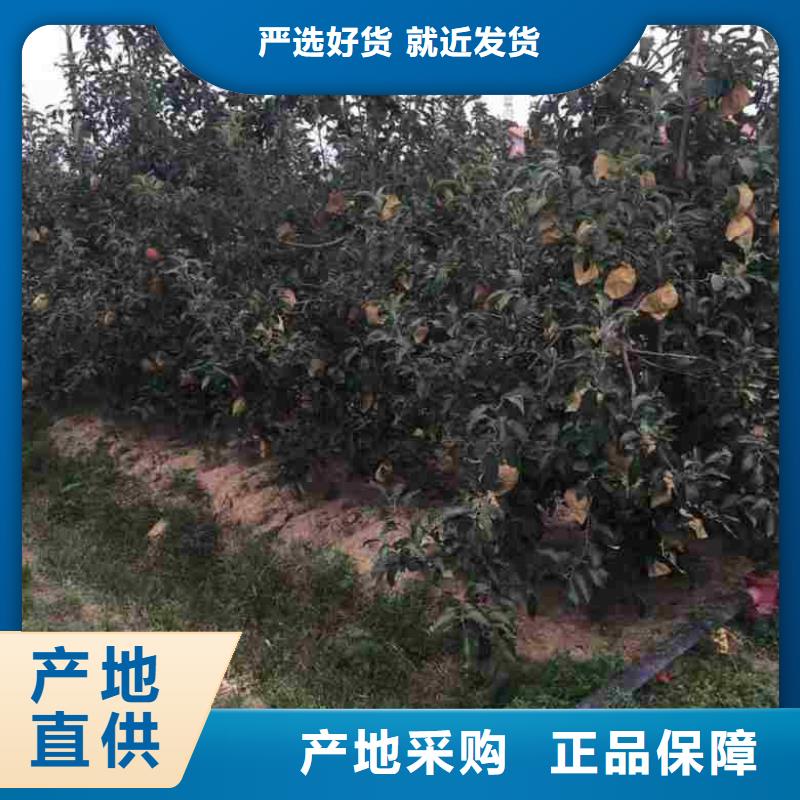 苹果苗厂家信誉好