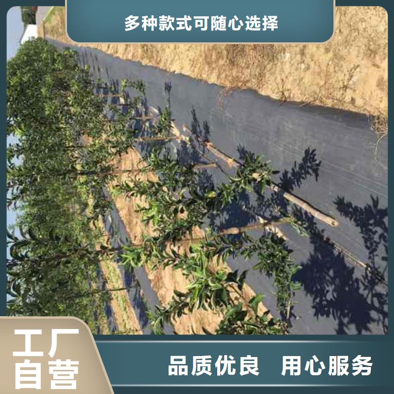 苹果苗欢迎致电