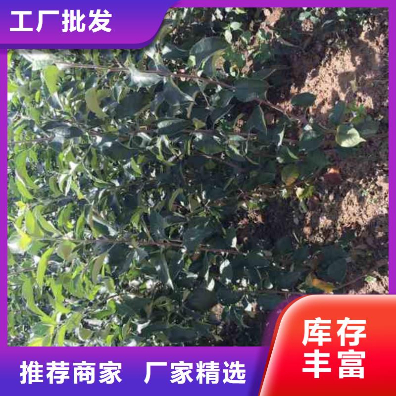 现货供应苹果苗_诚信企业