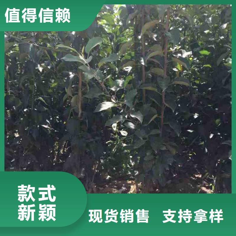 苹果苗可在线咨询价格