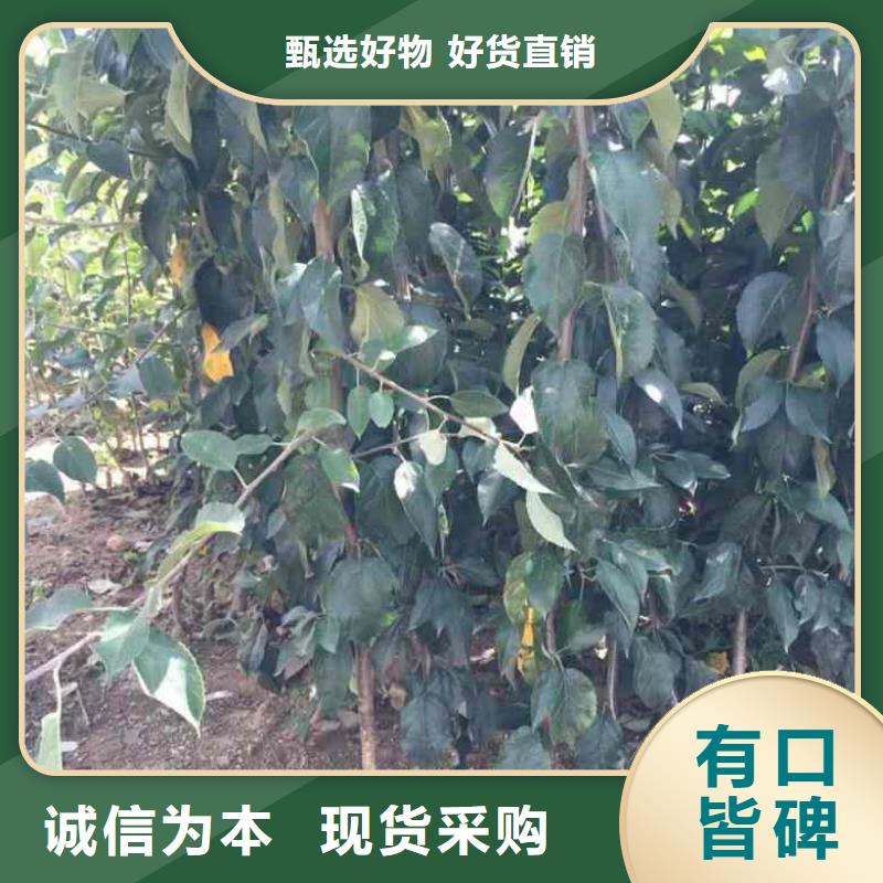 苹果苗欢迎询价