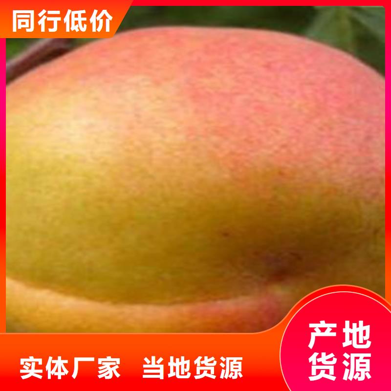杏树苗价格合理的厂家满足客户需求