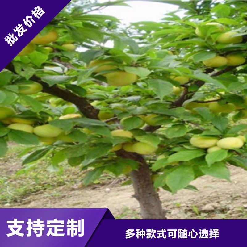 杏树苗重信誉厂家免费回电