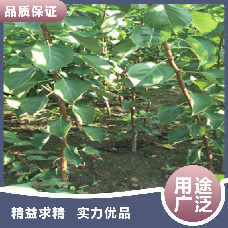 常年供应杏树苗-优质购买的是放心