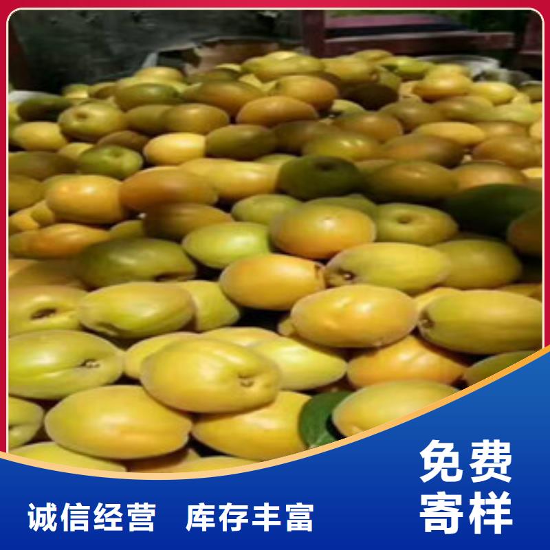 供应杏树苗的当地厂家当地制造商