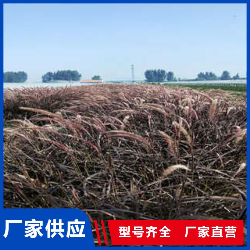 优惠的宿根花卉批发商购买的是放心