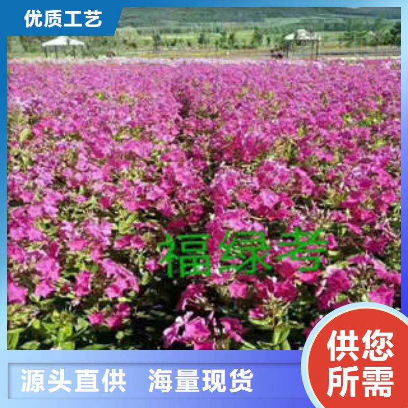 册亨宿根花卉厂商