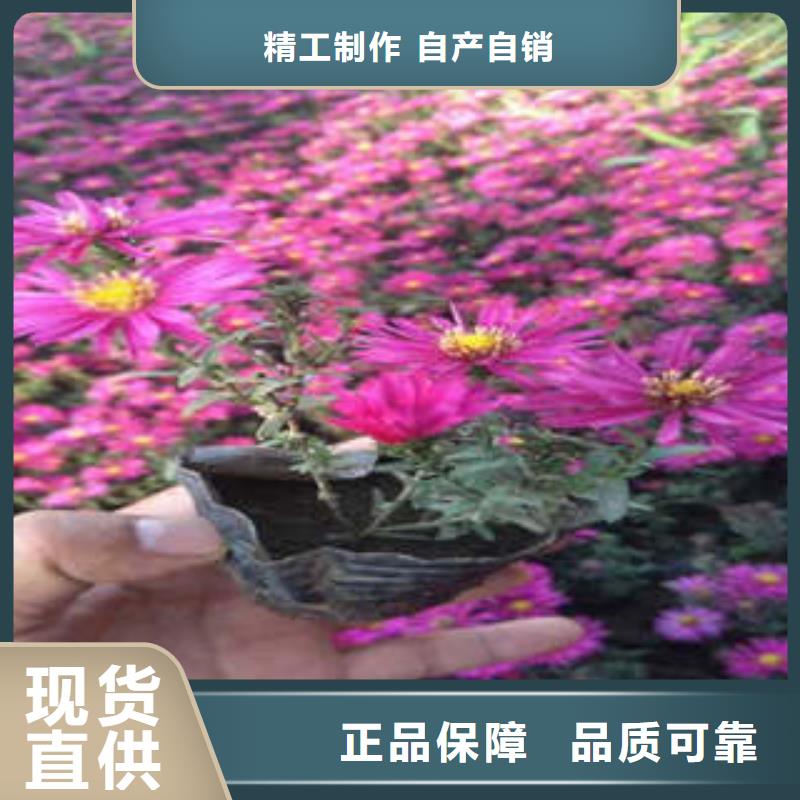 册亨宿根花卉省心可靠