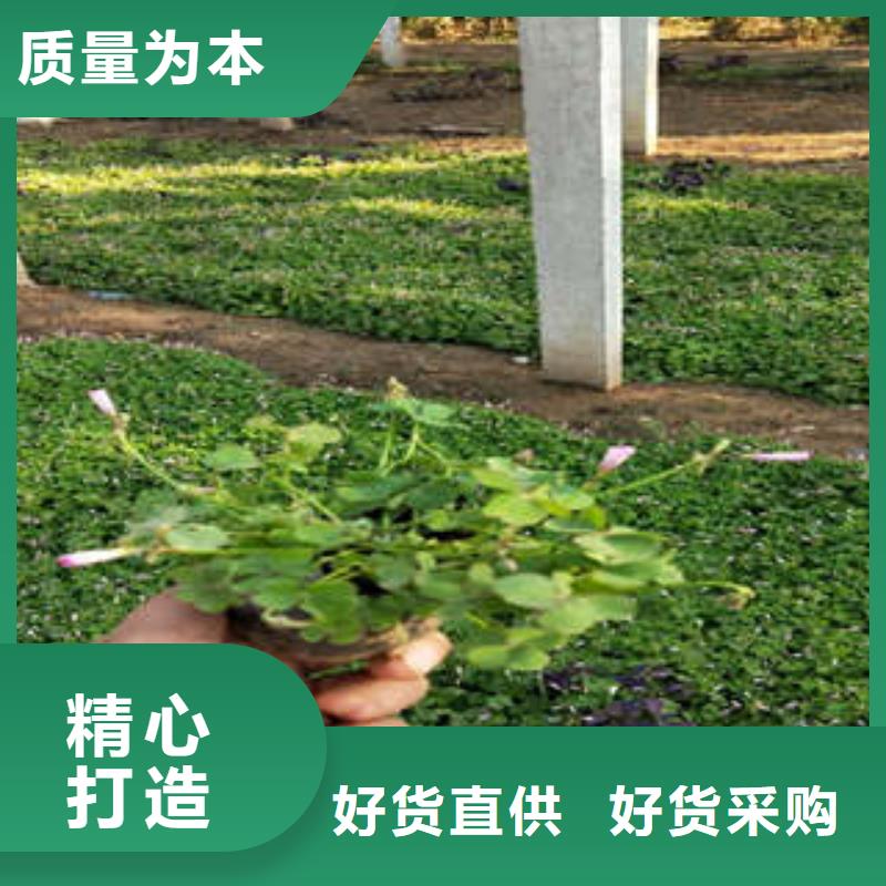 可定制的册亨宿根花卉实体厂家