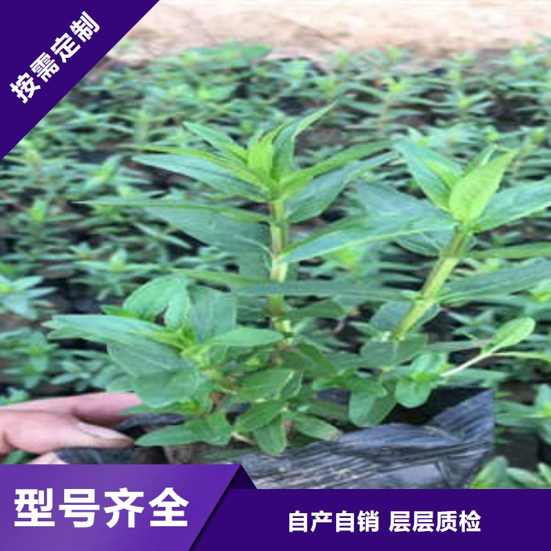 宿根花卉厂家诚信经营同城品牌