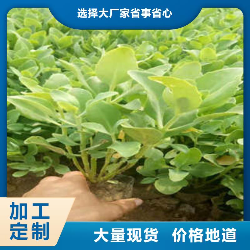 宿根花卉欢迎到厂实地考察厂家大量现货