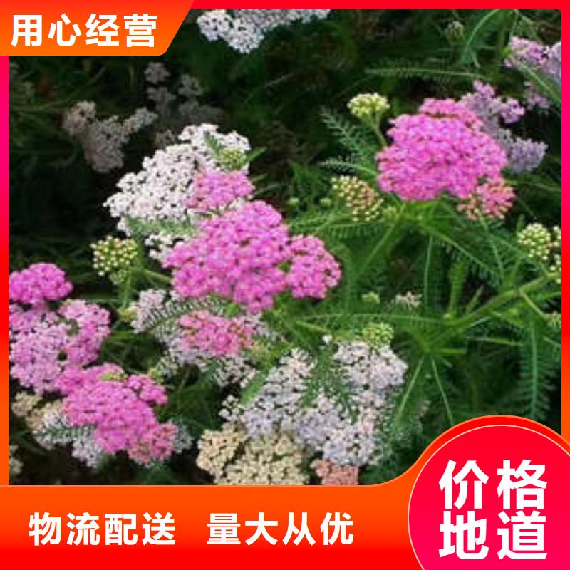 册亨宿根花卉原厂直销