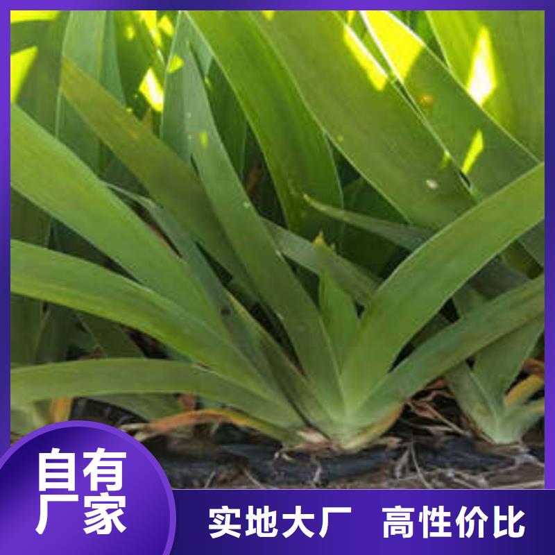 宿根花卉-回购率高产地直供
