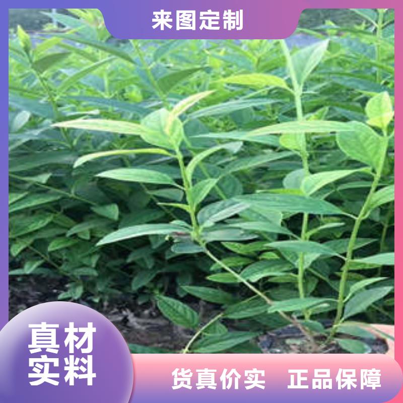 支持定制的宿根花卉基地客户好评