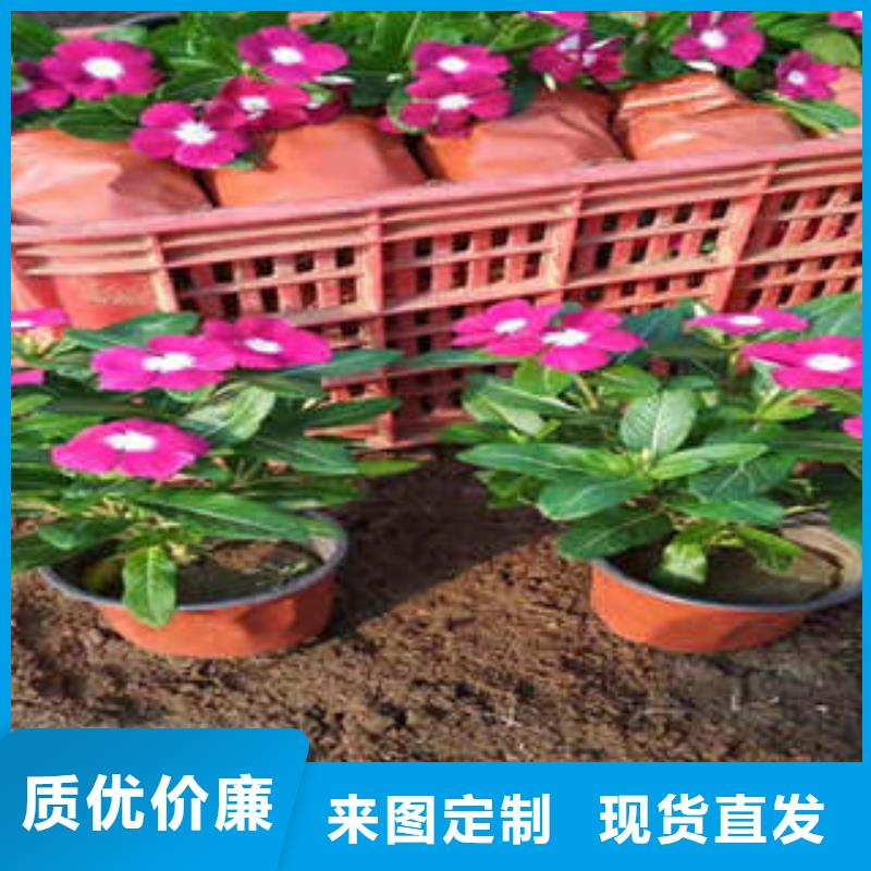 定制宿根花卉的册亨厂家