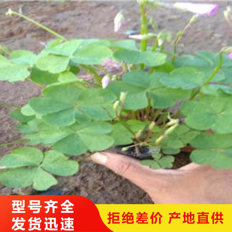 厂家批发宿根花卉价格优惠用心制作