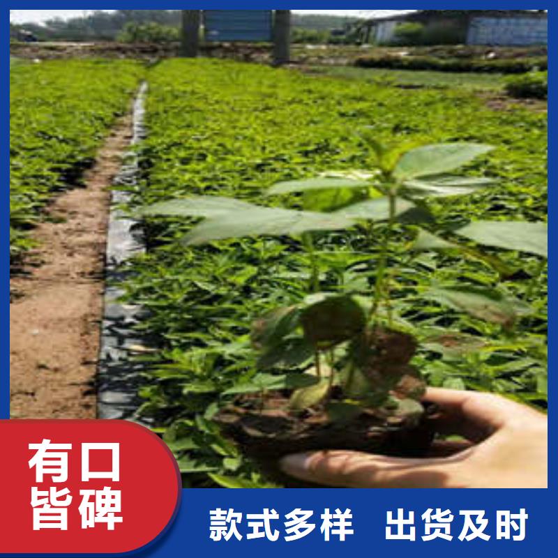 册亨宿根花卉让利促销