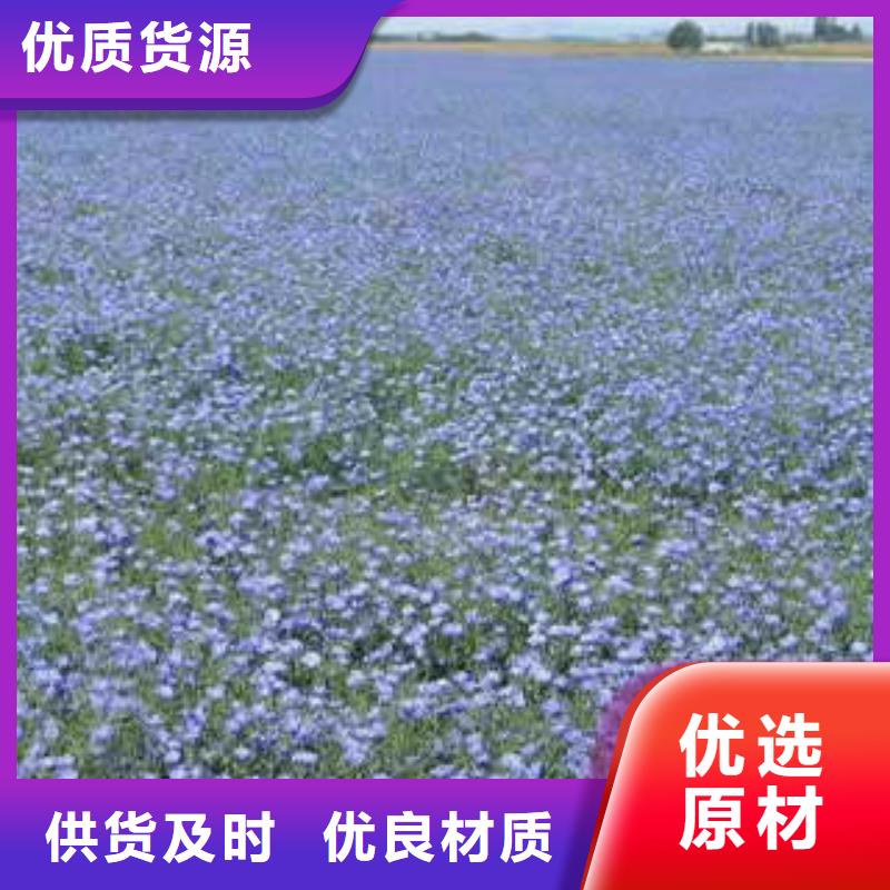 买宿根花卉必看-来电咨询当地经销商