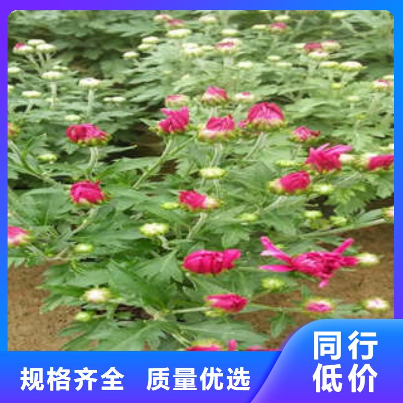 宿根花卉厂家-认准沁雪园林景观有限公司省心又省钱