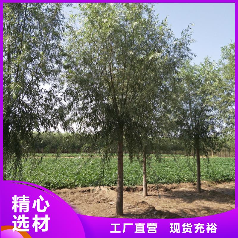柳树生产厂家-库存充足