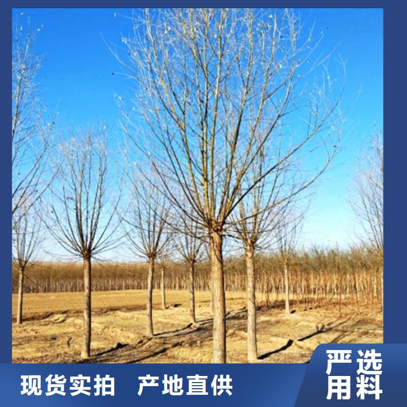 柳树长期供应