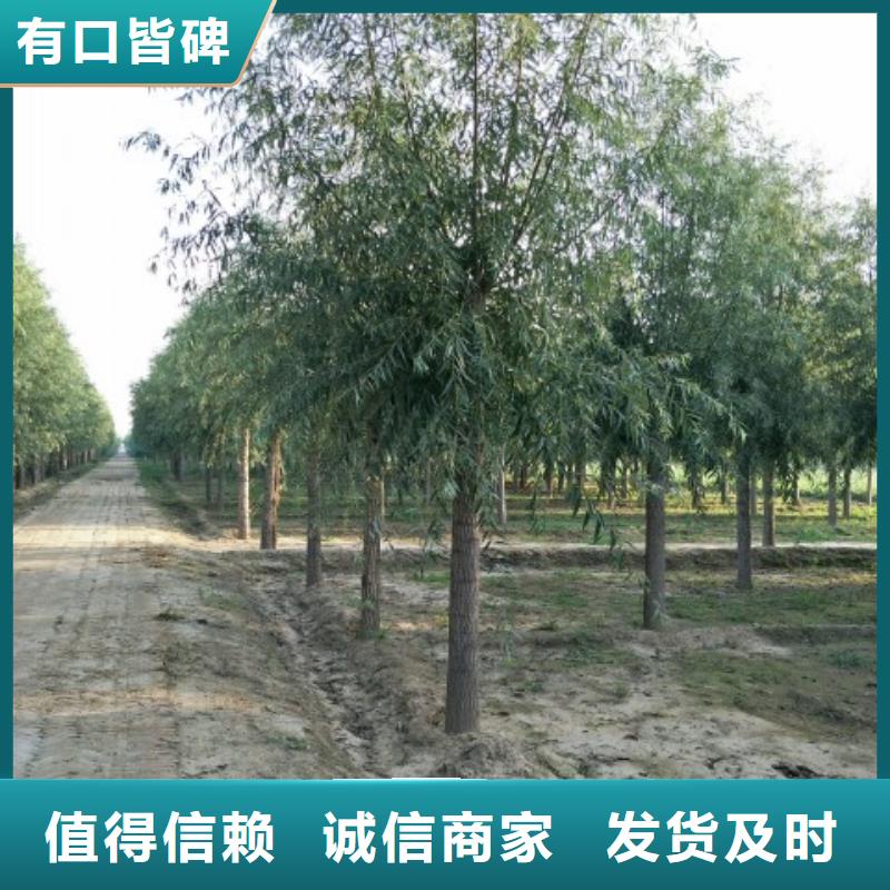 柳树多年老厂