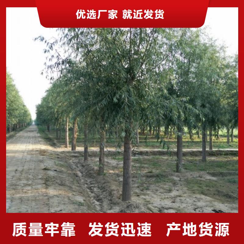 柳树质量好_服务好