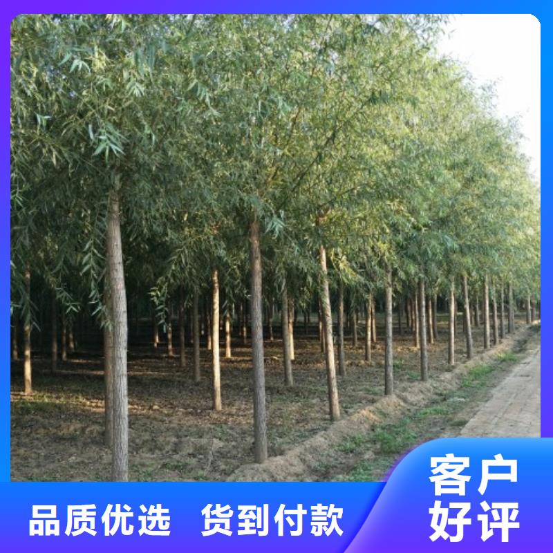柳树-钜惠来袭