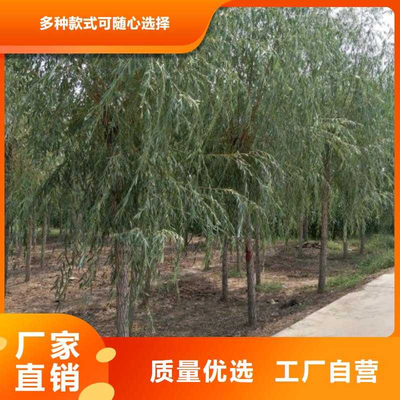 欢迎访问-柳树