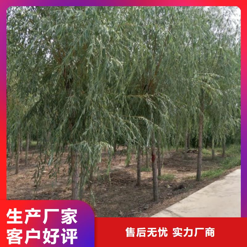 柳树来图在线报价