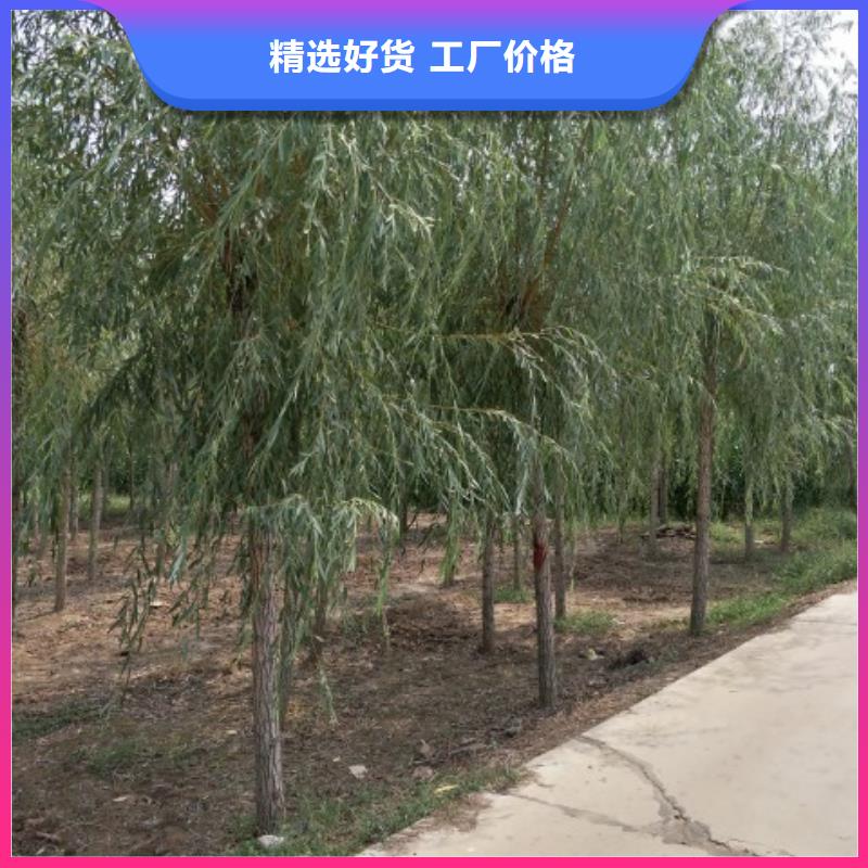 柳树资质齐全