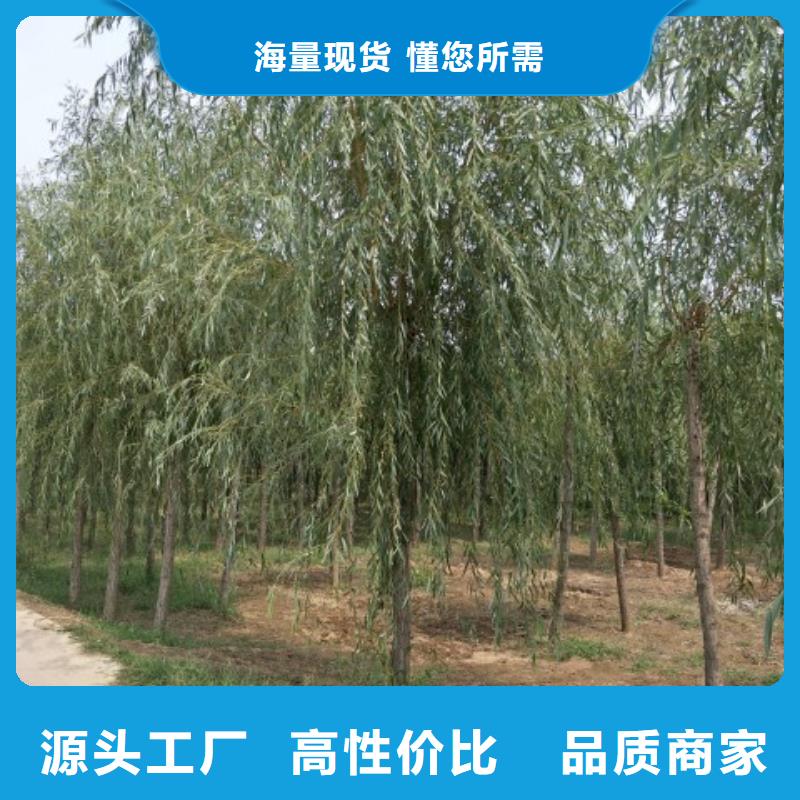 柳树行情报价