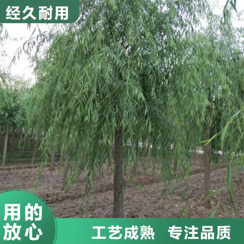 柳树-加工厂家