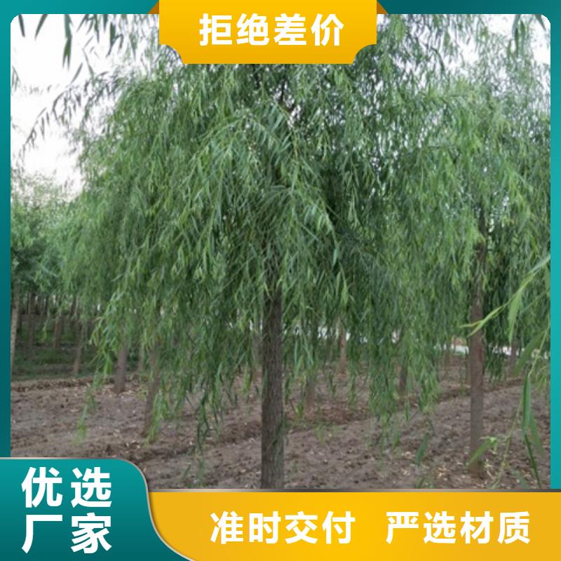 销售柳树的厂家