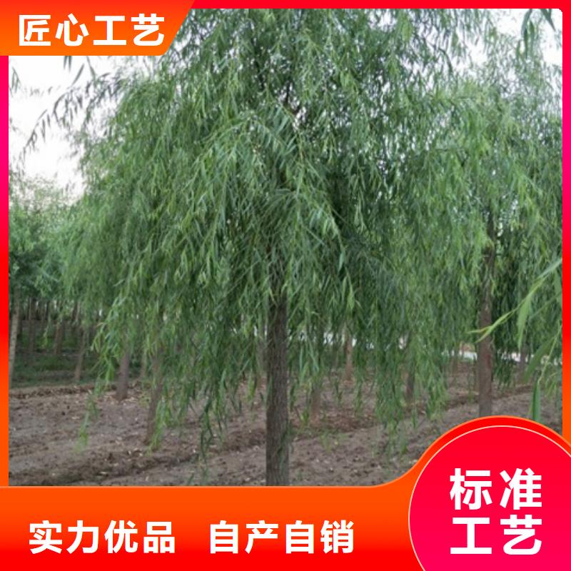柳树多年老厂