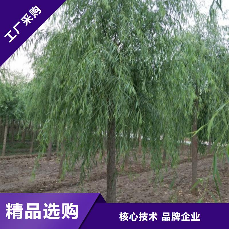 柳树包你满意