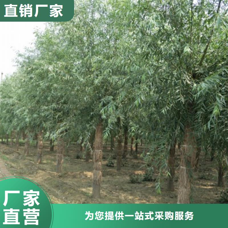 可信赖的柳树生产厂家