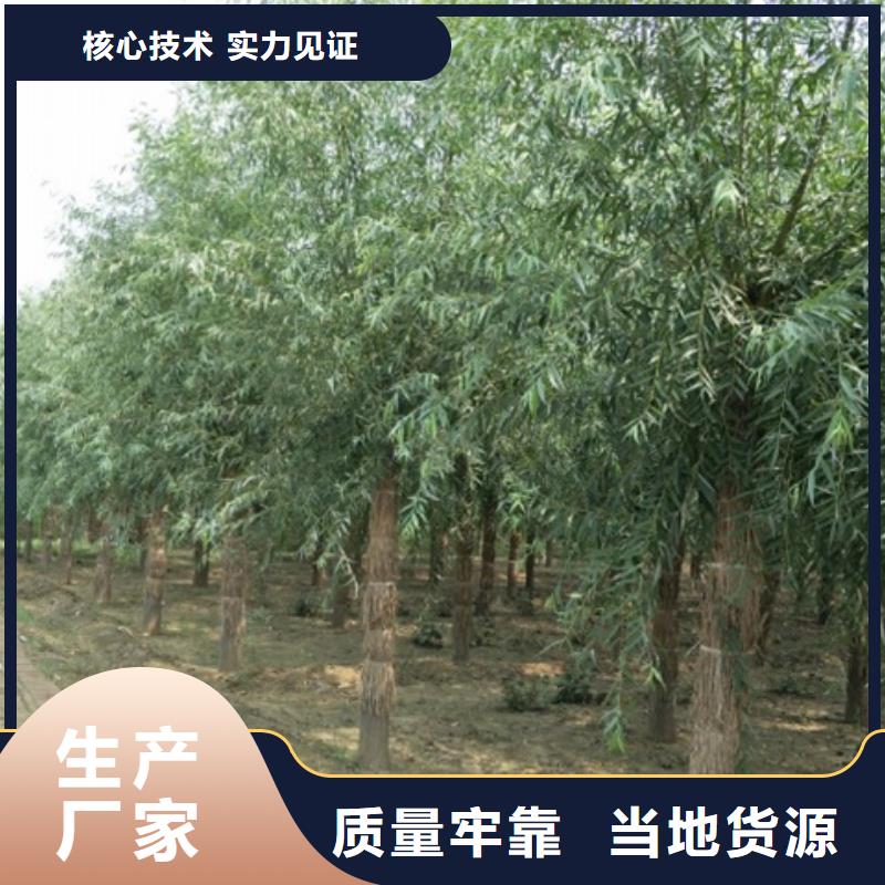 柳树优质供应商