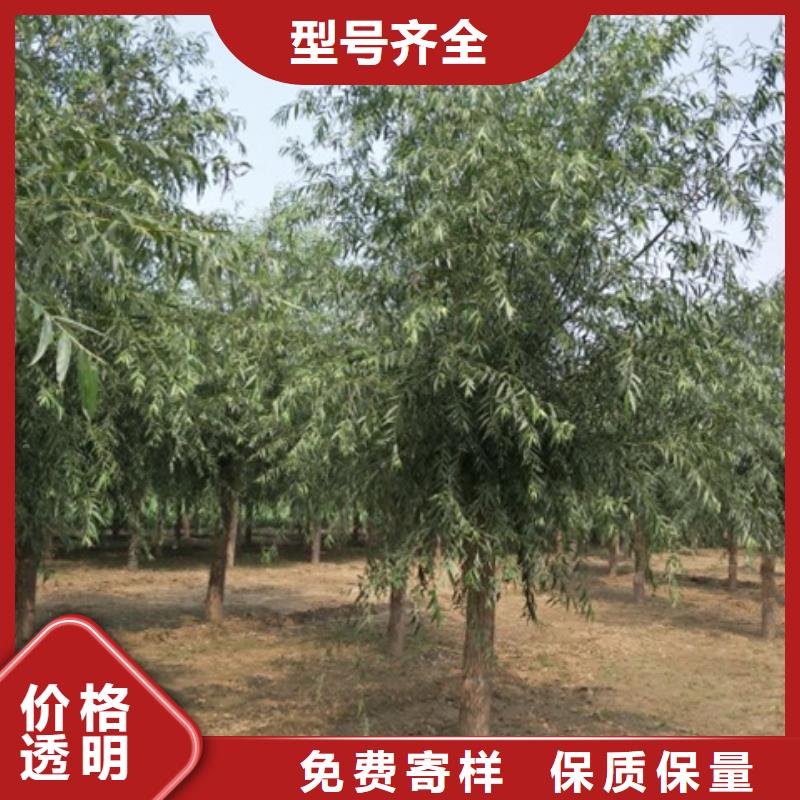 柳树资质齐全