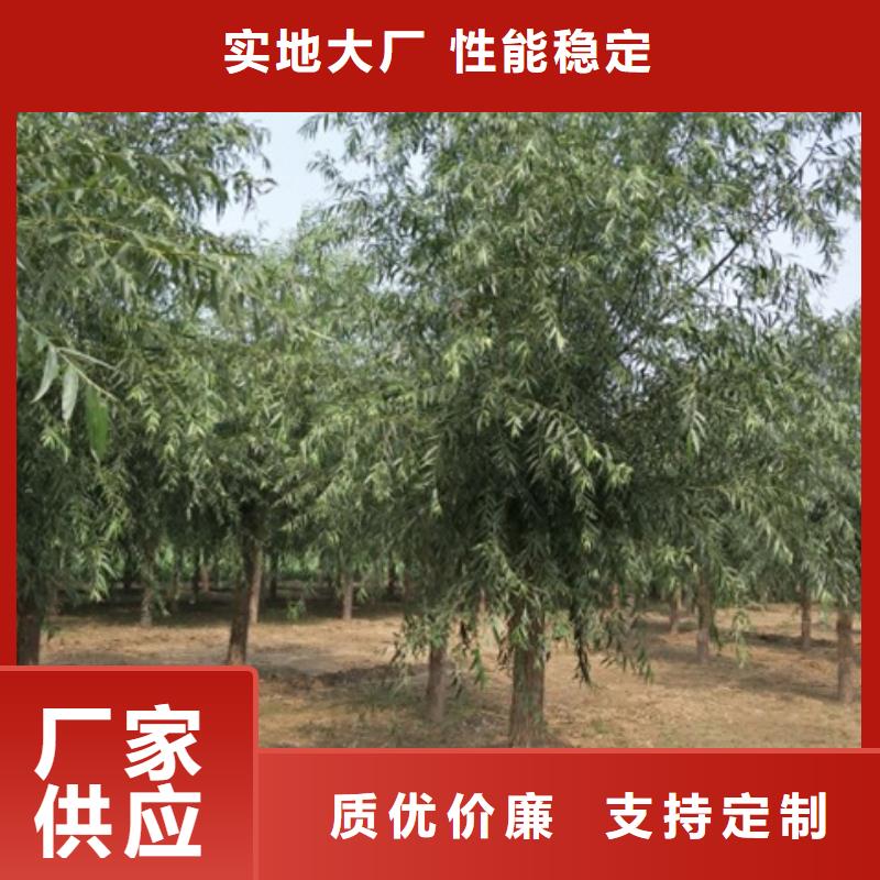 柳树-售后完善