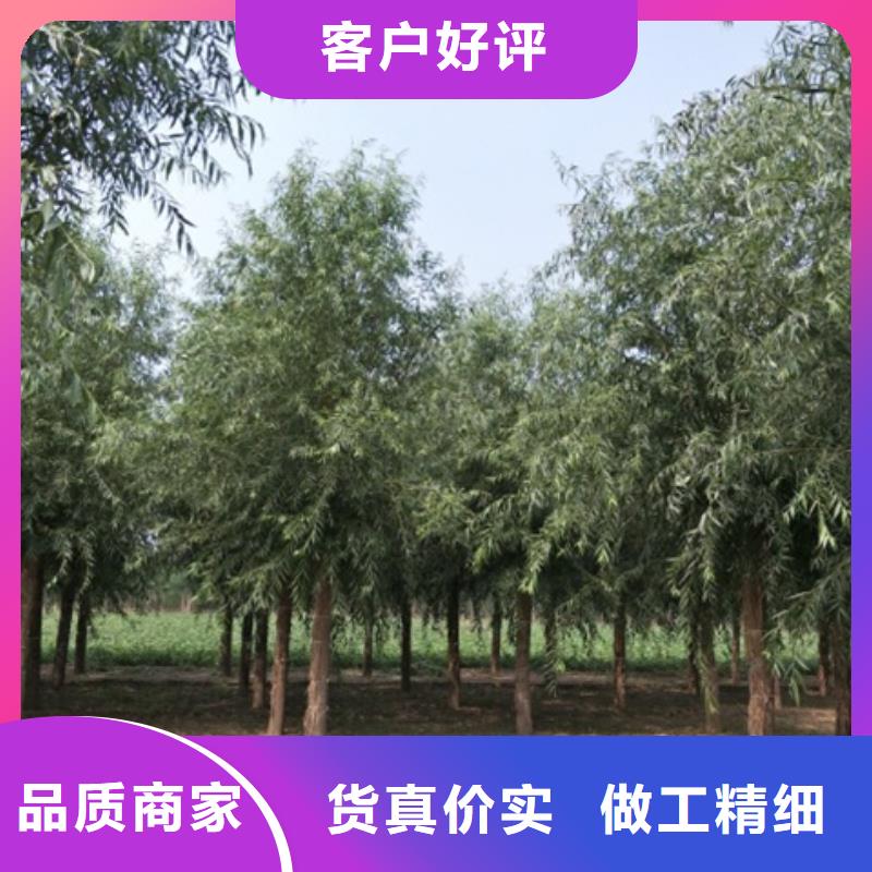 柳树样式众多