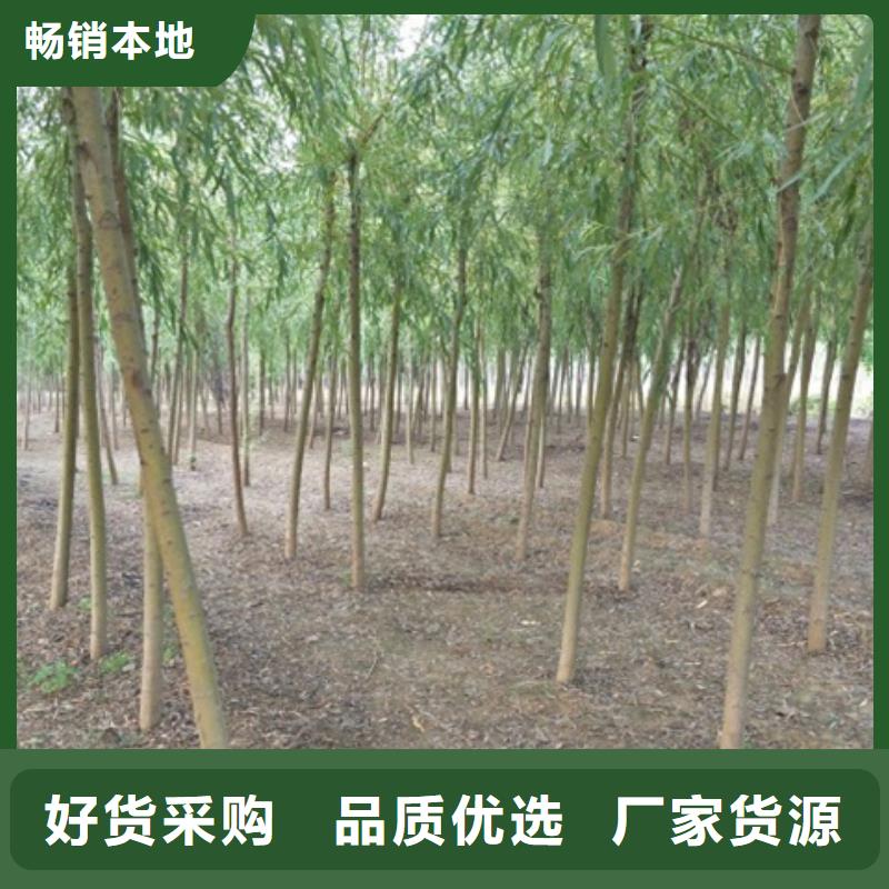 柳树-售后完善