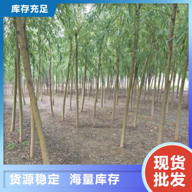 柳树来图在线报价