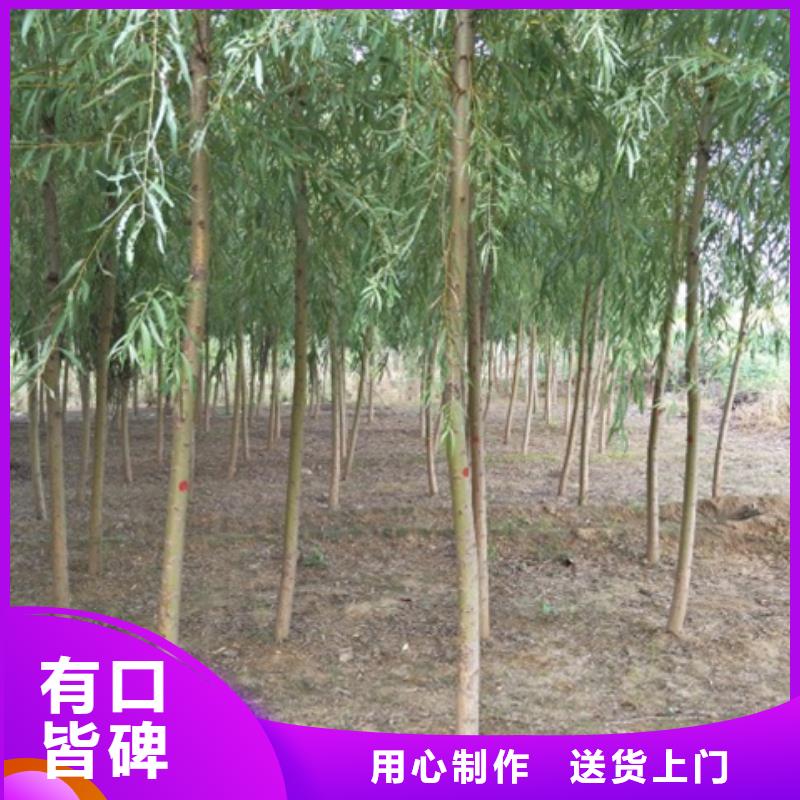 柳树品牌:博野鑫荣苗圃场