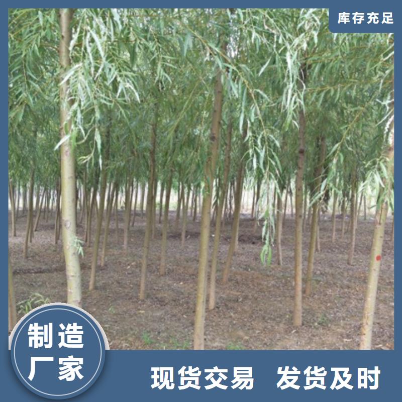 柳树品牌:博野鑫荣苗圃场
