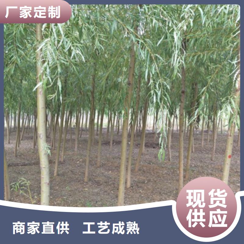 柳树-加工厂家