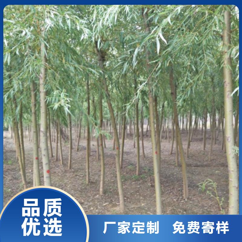 柳树长期供应