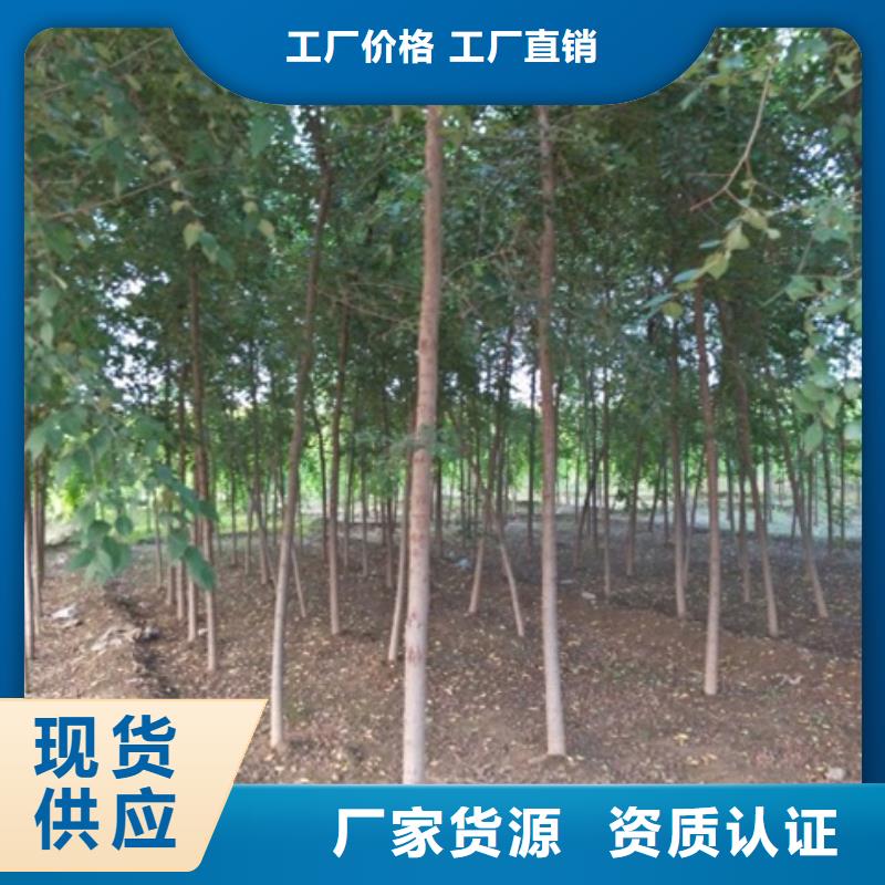 甄选：榆树供货商