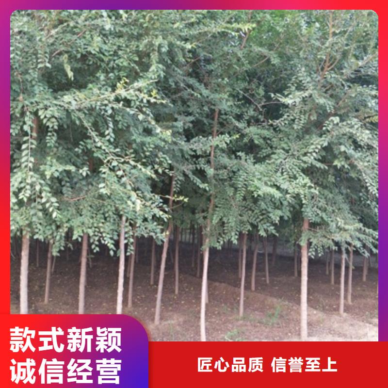 榆树生产厂家_厂家直销