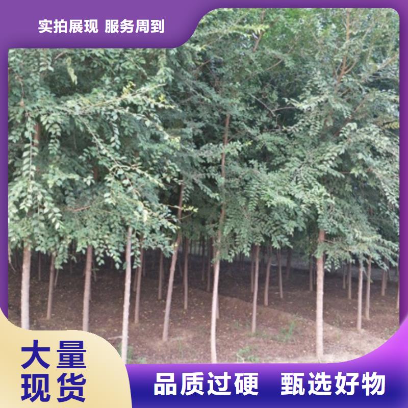 博白榆树价格含运费